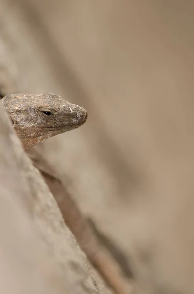 Male Gran Canaria Giant Lizard Gallotia Stehlini Goleta Nublo Rural — Fotografia de Stock