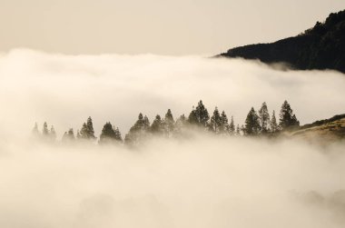 Forest of Canary Island pine Pinus canariensis in a sea of clouds at dawn. San Mateo. Gran Canaria. Canary Islands. Spain.