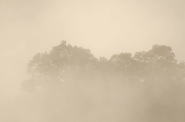 Sweet chestnuts Castanea sativa in the fog at dawn. San Mateo. Gran Canaria. Canary Islands. Spain.