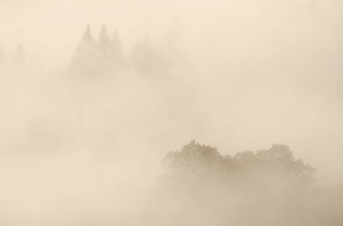 Sweet chestnut Castanea sativa and forest of Canary Island pine Pinus canariensis in the fog at dawn. San Mateo. Gran Canaria. Canary Islands. Spain.