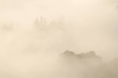 Sweet chestnut Castanea sativa and forest of Canary Island pine Pinus canariensis in the fog at dawn. San Mateo. Gran Canaria. Canary Islands. Spain.