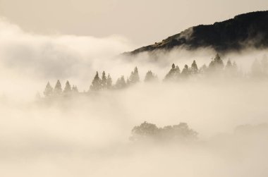 Sweet chestnut Castanea sativa and forest of Canary Island pine Pinus canariensis in the fog at dawn. Gran Canaria. Canary Islands. Spain.