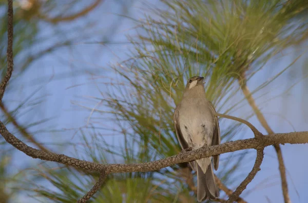 Female Gran Canaria Blue Chaffinch Fringilla Polatzeki Mantis Nublo Rural — Foto Stock