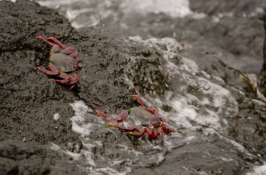 Crabs Grapsus adscensionis on a rocky cliff. La Caleta beach. Agaete. Gran Canaria. Canary Islands. Spain.