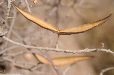 Open pods of the shrub Periploca laevigata. Agaete. Gran Canaria. Canary Islands. Spain.
