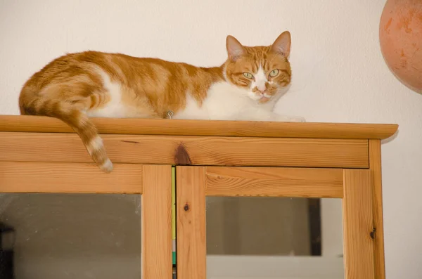 Cat Felis Catus Resting Wardrobe Las Palmas Gran Canaria Gran — Stock Photo, Image