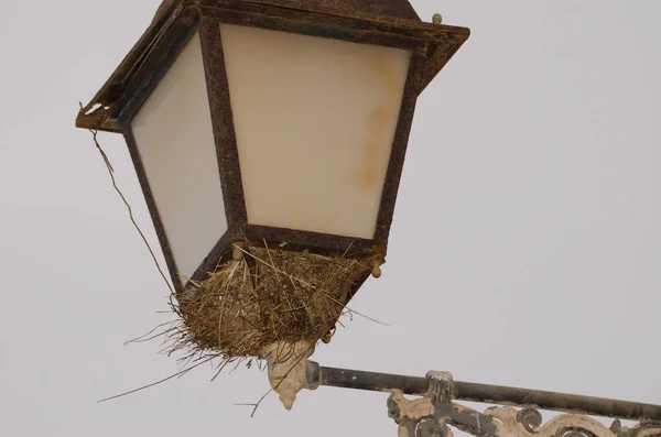 Nest Spanish Sparrow Passer Hispaniolensis Street Light Troya Agaete Gran — Fotografia de Stock