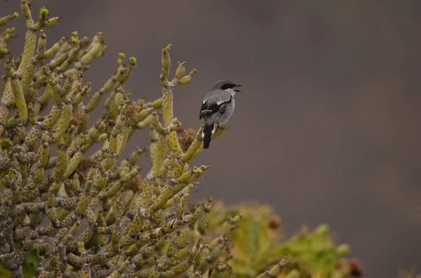 Southern Grey Shrike Lanius Meridionalis Koenigi Calling Agaete Gran Canaria — Stockfoto