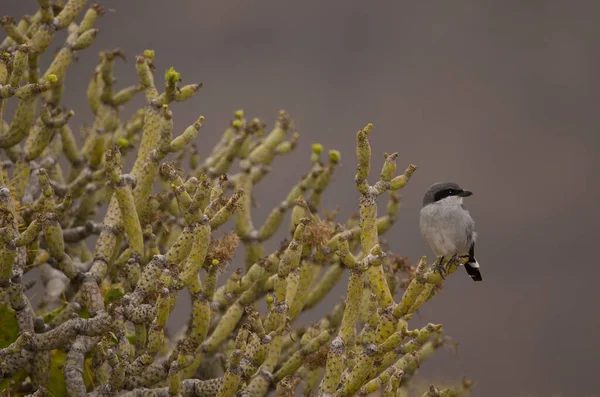 Southern Grey Shrike Lanius Meridionalis Koenigi Kleinia Neriifolia Agaete Gran — Stok fotoğraf