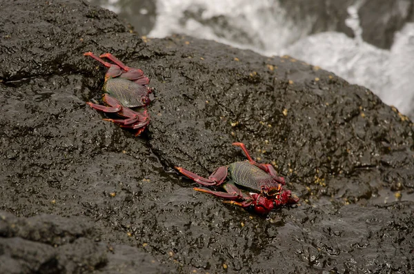 Crabs Grapsus Adscensionis Rocky Cliff Caleta Beach Agaete Gran Canaria — 图库照片
