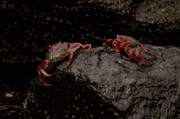 Crabs Grapsus Adscensionis Rocky Cliff Caleta Beach Agaete Gran Canaria — Stockfoto