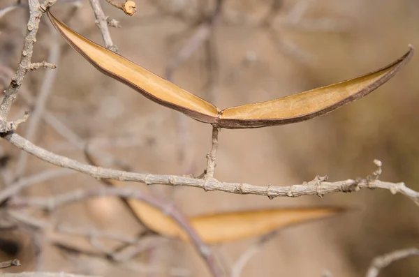 Open Pods Shrub Periploca Laevigata Agaete Gran Canaria Canary Islands — Fotografia de Stock