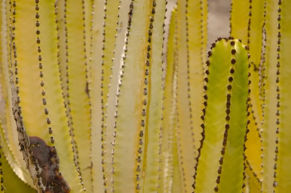 Trunks Canary Island Spurge Euphorbia Canariensis Agaete Valley Agaete Gran — 图库照片