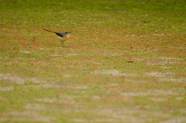 Grey Wagtail Motacilla Cinerea Canariensis Firgas Gran Canaria Canary Islands — Stockfoto