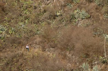 Firgas, September 13, 2020: Man walking in the bush in the municipality of Firgas. Gran Canaria. Canary Islands. Spain.