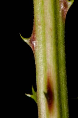 Spiny stem of elmleaf blackberry Rubus ulmifolius. Azuaje Ravine. Special Natural Reserve of Azuaje. Firgas. Gran Canaria. Canary Islands. Spain.