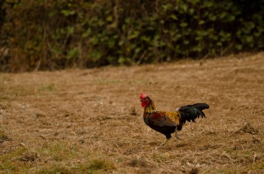 Rooster Gallus gallus domesticus digging in the ground to find food. Firgas. Gran Canaria. Canary Islands. Spain.