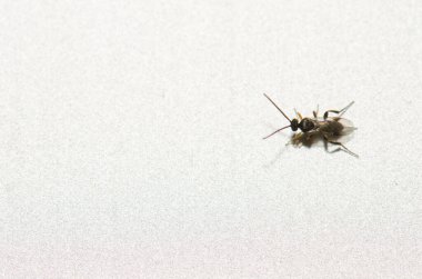 White butterfly parasite Cotesia glomerata. Las Palmas de Gran Canaria. Gran Canaria. Canary Islands. Spain.