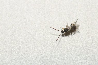 White butterfly parasite Cotesia glomerata. Las Palmas de Gran Canaria. Gran Canaria. Canary Islands. Spain.