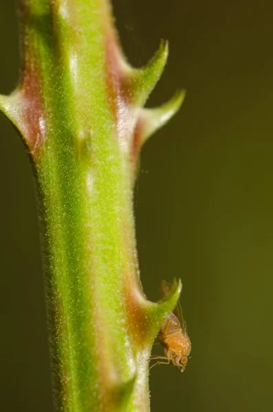 Fruit Fly Spiny Stem Elmleaf Blackberry Rubus Ulmifolius Moved Wind — Stock Fotó