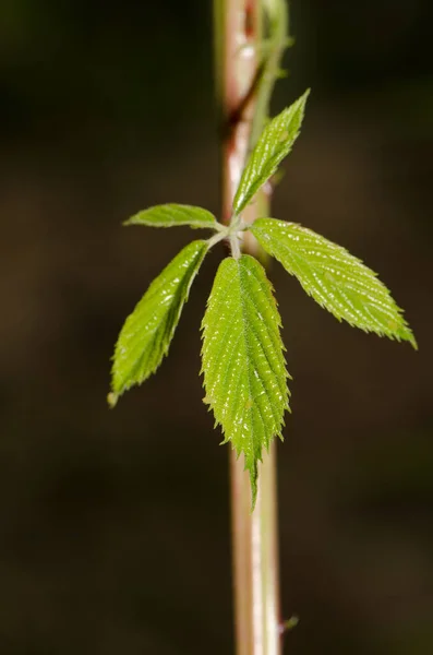 Листя Листків Чорниці Rubus Ulmifolius Равін Азуає Особливий Природний Заповідник — стокове фото