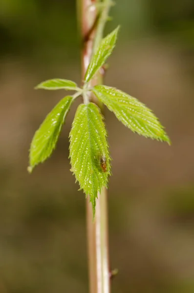 Fruit Fly Leaf Elmleaf Blackberry Rubus Ulmifolius Azuaje Ravine Natural — Foto de Stock