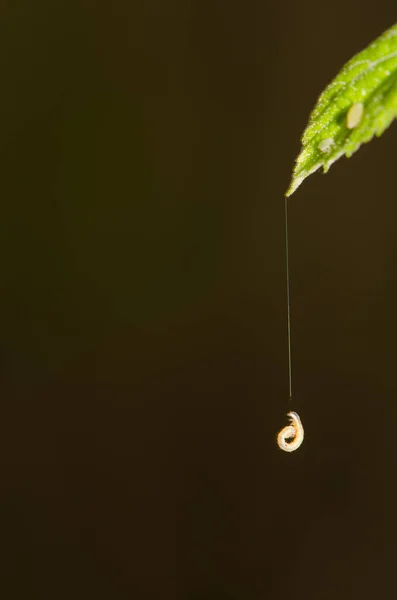 Гусениця Звисає Листочка Шовковою Ниткою Равін Азуає Особливий Природний Заповідник — стокове фото