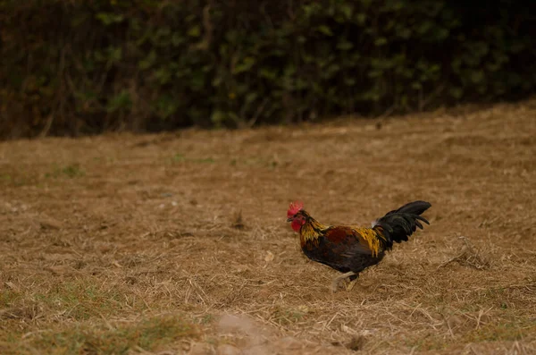 Rooster Gallus Gallus Domesticus Digging Ground Find Food Firgas Gran — Zdjęcie stockowe