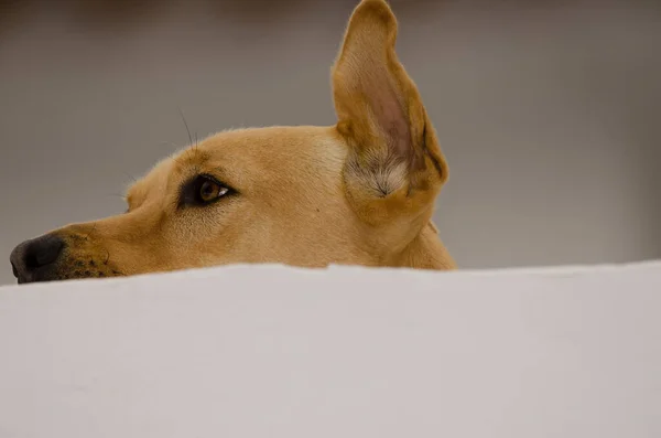 Dog Canis Lupus Familiaris Rooftop Firgas Gran Canaria Canary Islands — Stock Photo, Image