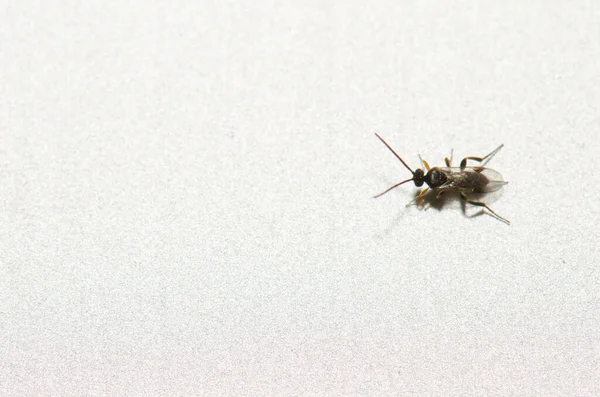 White butterfly parasite Cotesia glomerata. Las Palmas de Gran Canaria. Gran Canaria. Canary Islands. Spain.