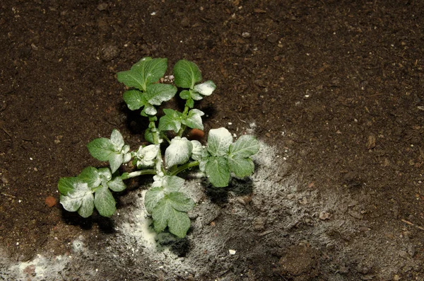 Potato Plant Solanum Tuberosum Treated Natural Sulfur Prevent Pests Las —  Fotos de Stock