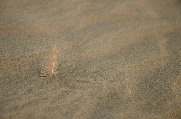 Feather Sand Special Natural Reserve Maspalomas Dunes San Bartolome Tirajana — Stockfoto