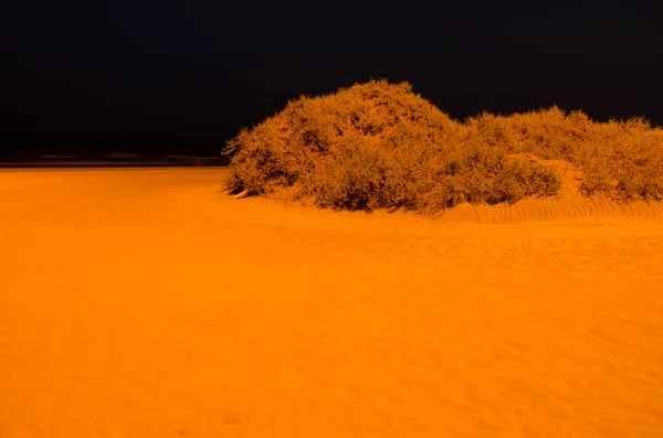 Shrubs Traganum Moquinii Night Special Natural Reserve Maspalomas Dunes San — Stock Photo, Image