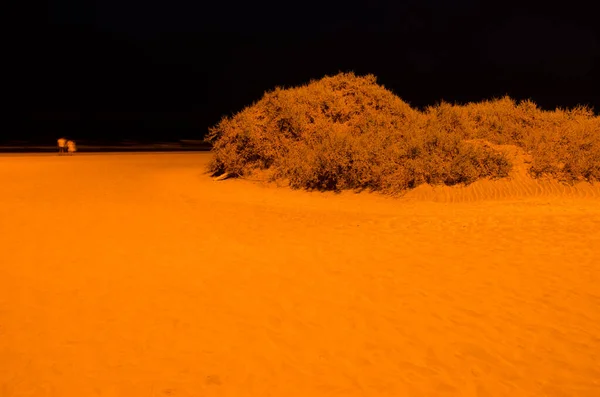 Shrubs Traganum Moquinii Couple Walking Beach Night Natural Reserve Maspalomas — Stock fotografie