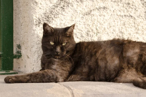 Cat Felis Catus Lying Sidewalk Maspalomas San Bartolome Tirajana Gran — Stockfoto