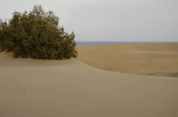 Tree Tamarix Canariensis Half Buried Sand Natural Reserve Maspalomas Dunes — Stock fotografie