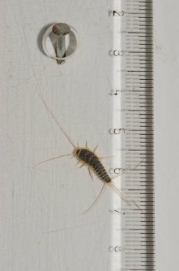 Young silverfish Lepisma saccharinum hidding behind a ruler. Arinaga. Aguimes. Canary Islands. Spain.