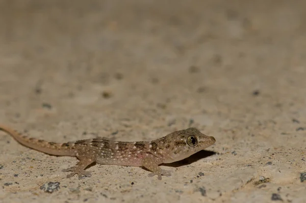 Boettgers Wall Gecko Tarentola Boettgeri Juvenile Playa Del Ingles San — 图库照片