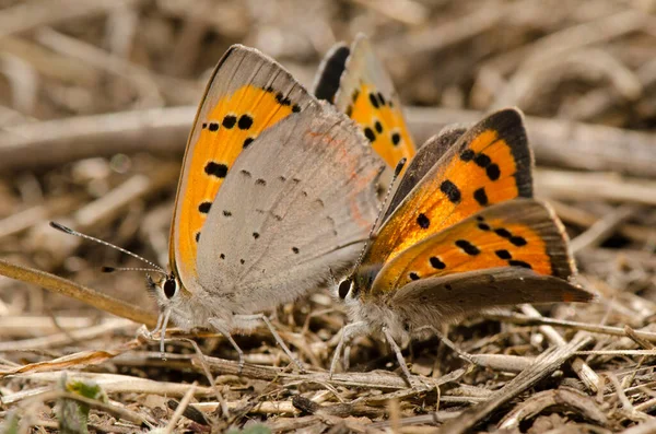 Butterflies Small Copper Lycaena Phlaeas Copulating Another Male Next Them —  Fotos de Stock