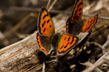 Butterflies small copper Lycaena phlaeas copulating and another male next to them. La Siberia. San Mateo. Gran Canaria. Canary Islands. Spain. clipart