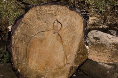 Section of a trunk with the silhouette of the island of Gran Canaria inside. La Siberia. San Mateo. Gran Canaria. Canary Islands. Spain.