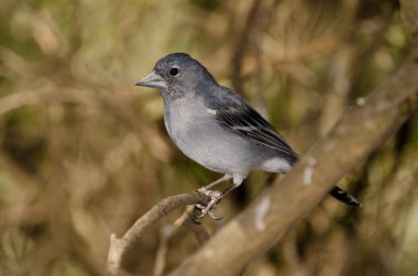 Erkek Gran Canaria mavi papatya çiçeği Fringilla polatzeki. Nublo Kırsal Parkı. Tejeda. Büyük Kanarya. Kanarya Adaları. İspanya.