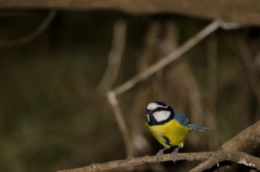 African blue tit Cyanistes teneriffae hedwigii. The Nublo Rural Park. Tejeda. Gran Canaria. Canary Islands. Spain.