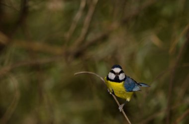 African blue tit Cyanistes teneriffae hedwigii. The Nublo Rural Park. Tejeda. Gran Canaria. Canary Islands. Spain.