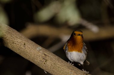 Robin Erithacus Rubecula süper otobüsü bir dalda. Nublo Kırsal Parkı. Tejeda. Büyük Kanarya. Kanarya Adaları. İspanya.