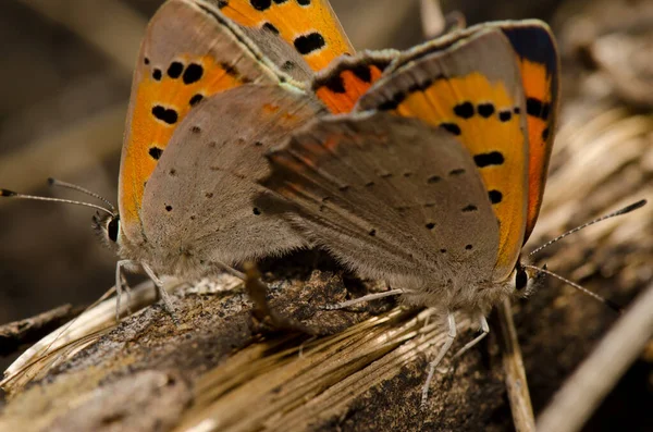 Butterflies Small Copper Lycaena Phlaeas Copulating Another Male Background Siberia — Photo