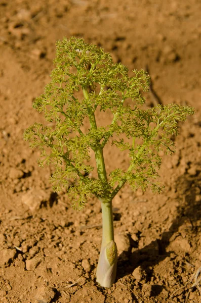 Sprout Fennel Foeniculum Vulgare Siberia San Mateo Gran Canaria Canary —  Fotos de Stock