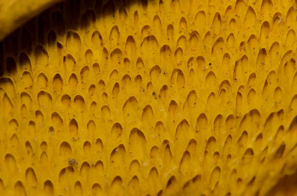 Pores Hymenium Mushroom Siberia San Mateo Gran Canaria Canary Islands — 图库照片