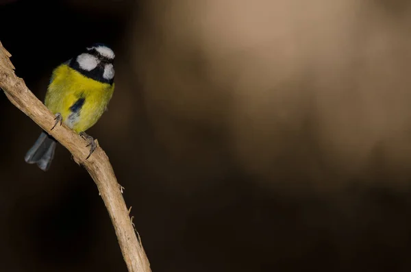 Африканская Голубая Синица Cyanistes Teneriffae Hedwigii Сельский Парк Нубло Техеда — стоковое фото