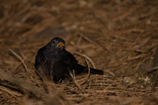 Common Blackbird Turdus Merula Cabrerae Male Moulting Season Nublo Rural — Stock fotografie